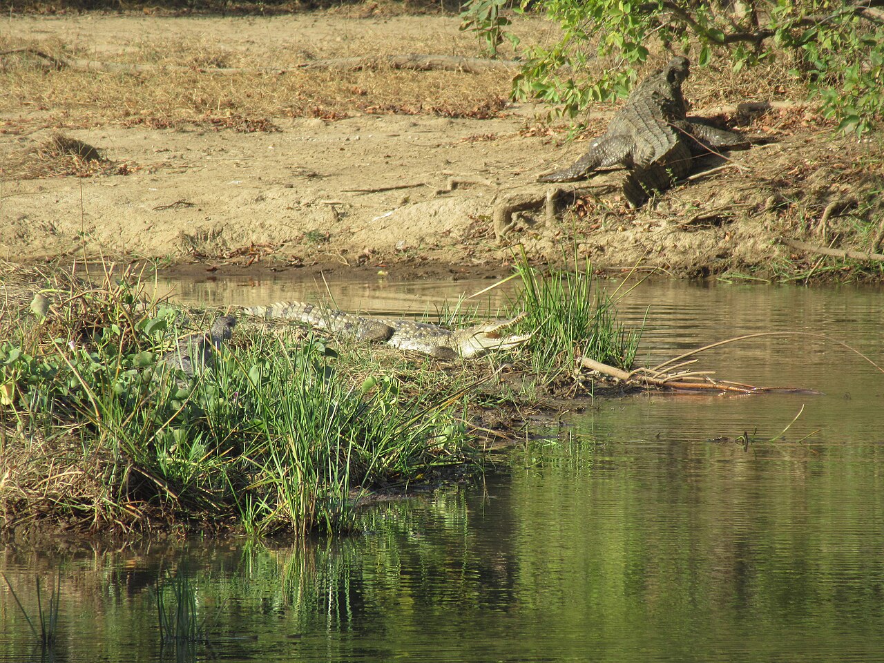 Crocodile Dentist